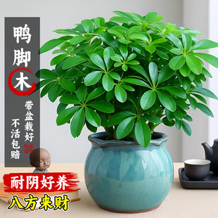 八方来财鸭脚木盆栽客厅办公室桌面花卉绿植物净化空气景德镇陶瓷