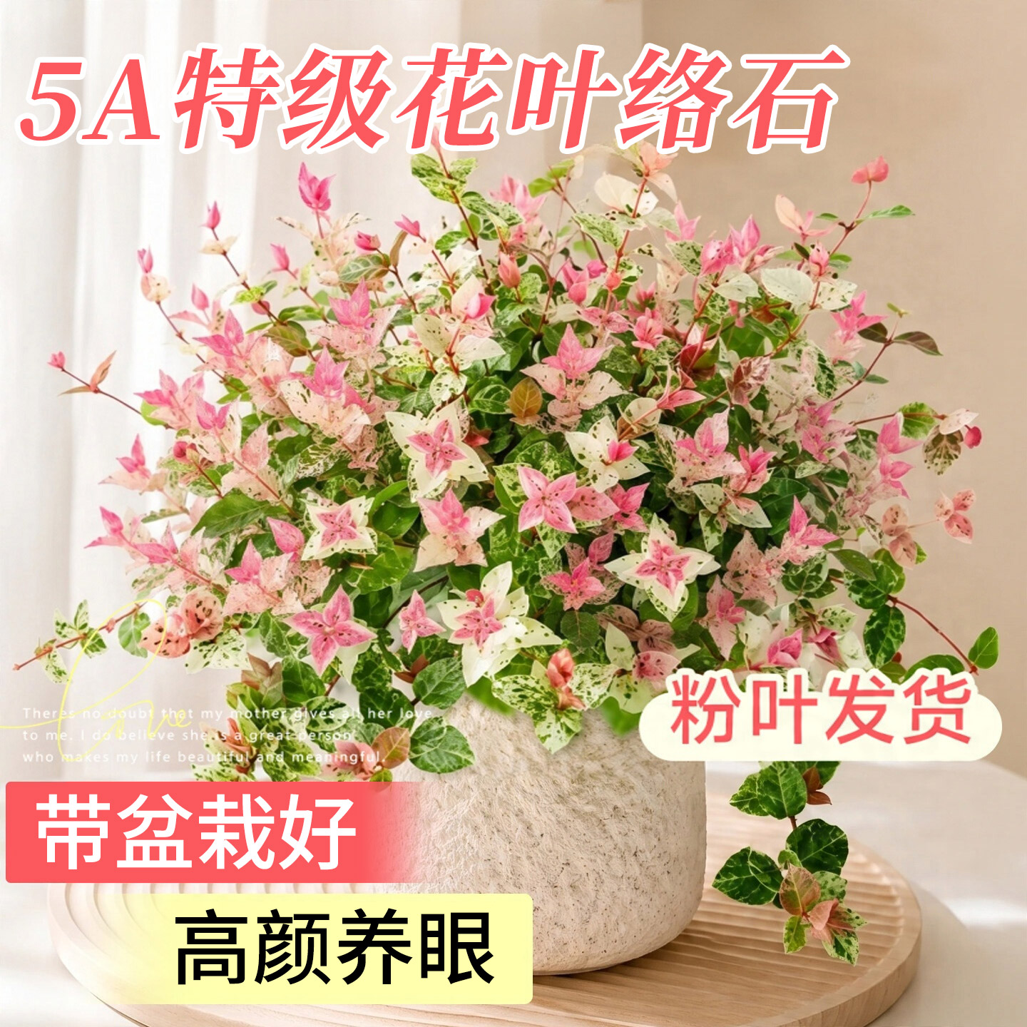 花叶络石盆栽室内阳台观叶垂吊植物五彩花卉好养爬藤吊兰四季彩叶