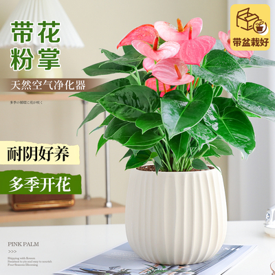 特级粉掌植物花卉室内办公室好养