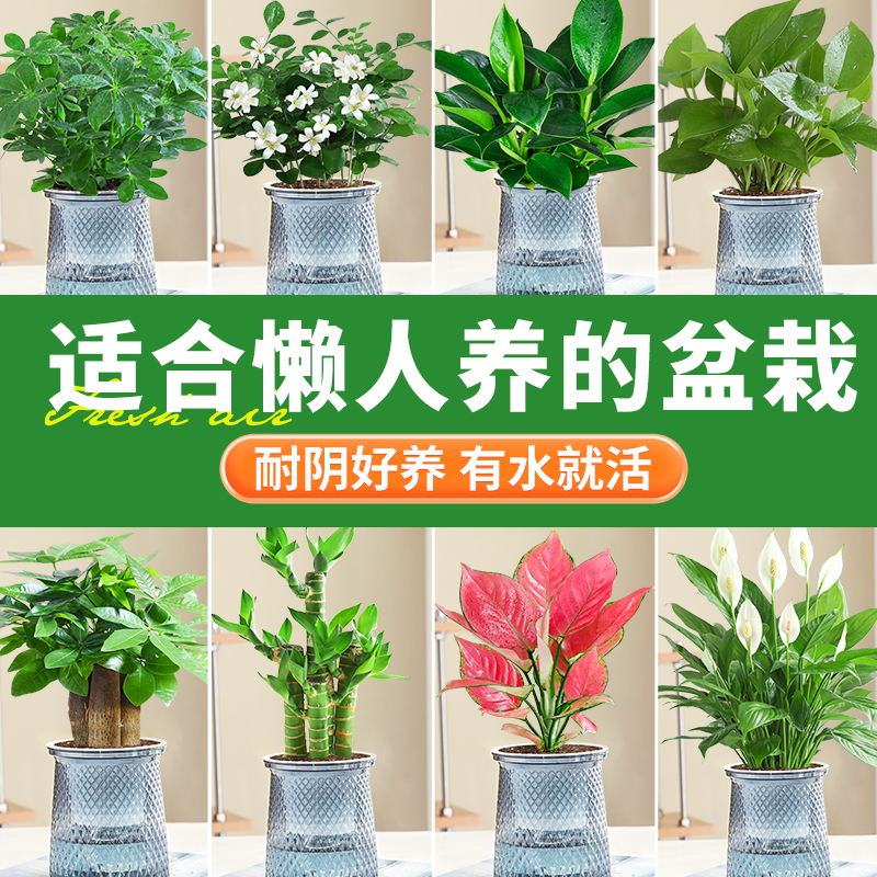 适合懒人养的花盆栽室内桌面水培花卉绿萝吊兰四季耐阴好养绿植物