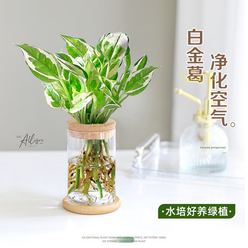 水培白金葛花叶白金绿萝植物室内