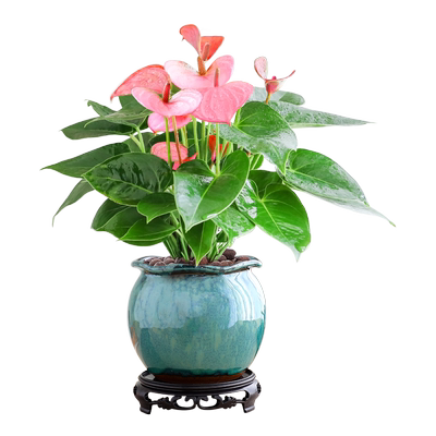 特级粉掌盆栽植物室内四季绿植