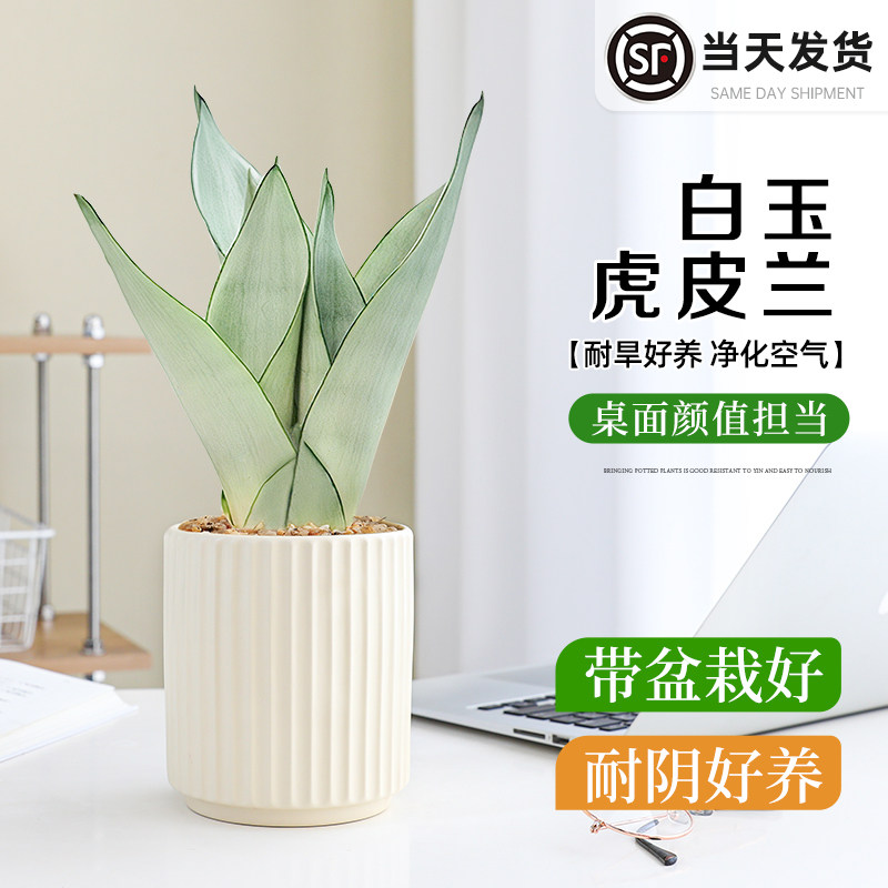 白玉虎皮兰盆栽办公室内花卉绿植