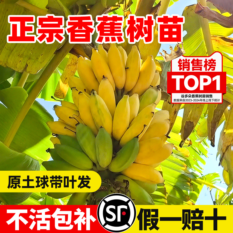 香蕉树苗盆栽地栽矮化香蕉苗果树
