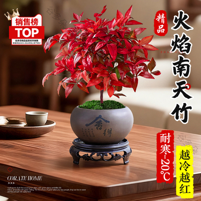 特级火焰南天竹办公室内绿植好养