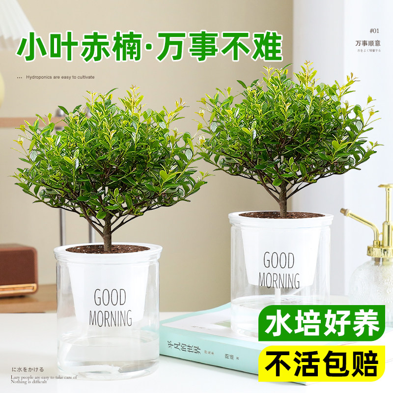 小叶赤楠盆栽室内桌面懒人好养活