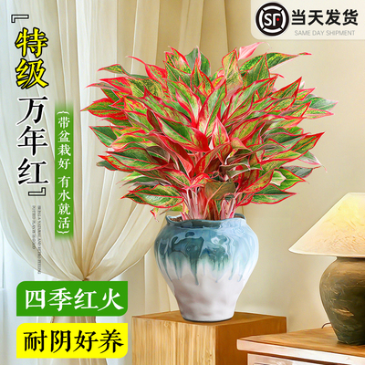大盆万年红室内绿植四季好养易活