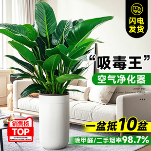 大盆金钻盆栽净化空气绿公主办公室内大叶绿萝柱绿植物去除甲醛