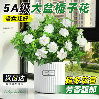 栀子花盆栽带花苞浓香四季开花