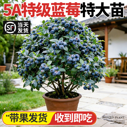 【高产带果蓝莓】阳台果树大盆栽