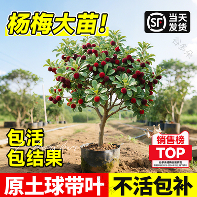 【当年结果大苗】杨梅树树苗嫁接