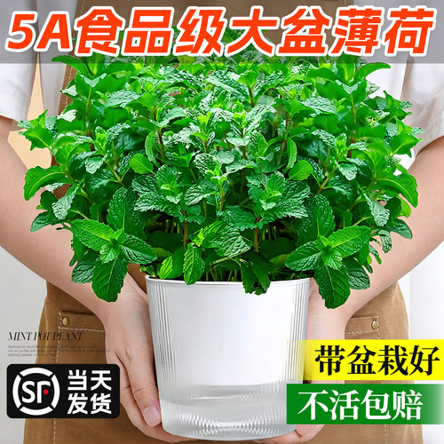 食品级大盆薄荷盆栽可食用绿植