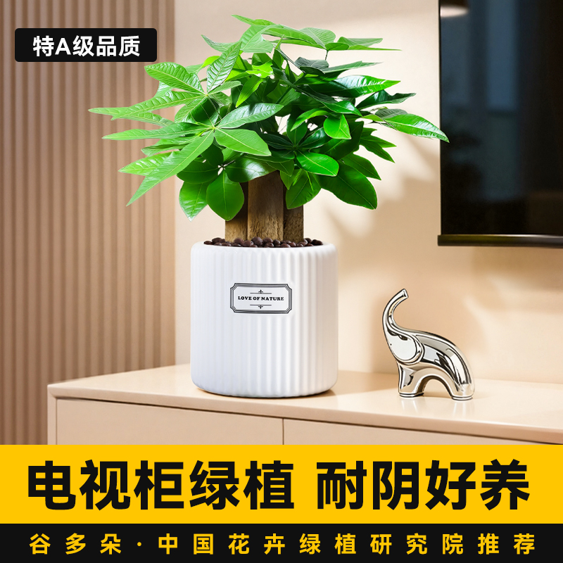 发财树盆栽电视柜绿植四季好养