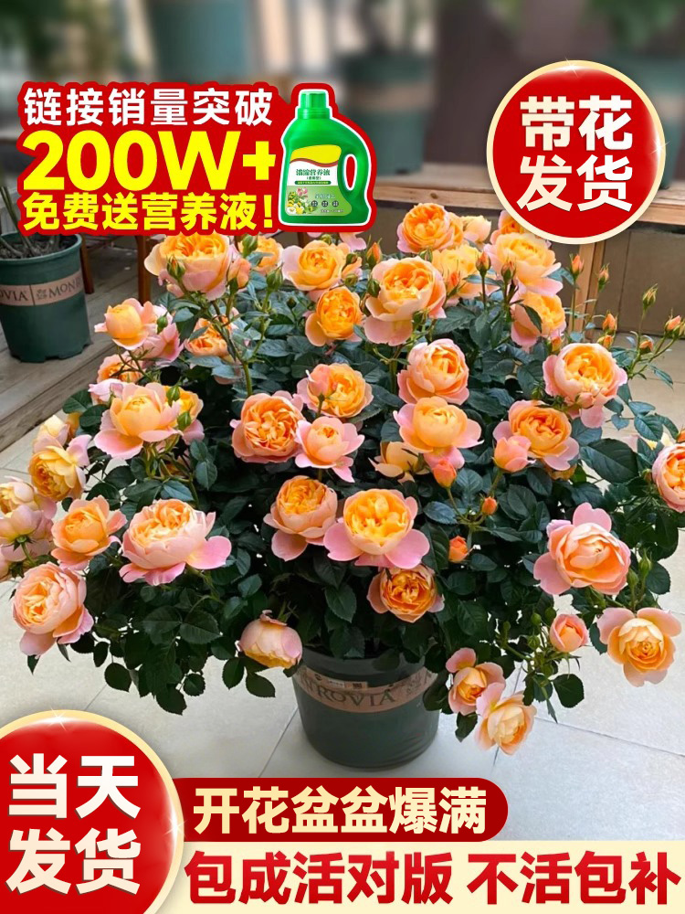 果汁阳台月季花苗灌木大花盆栽多头玫瑰花苗室内红果汁阳台棒棒糖