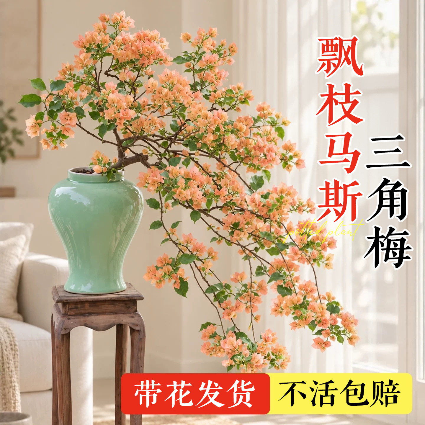 【四季循环开花】三角梅带花好养图片