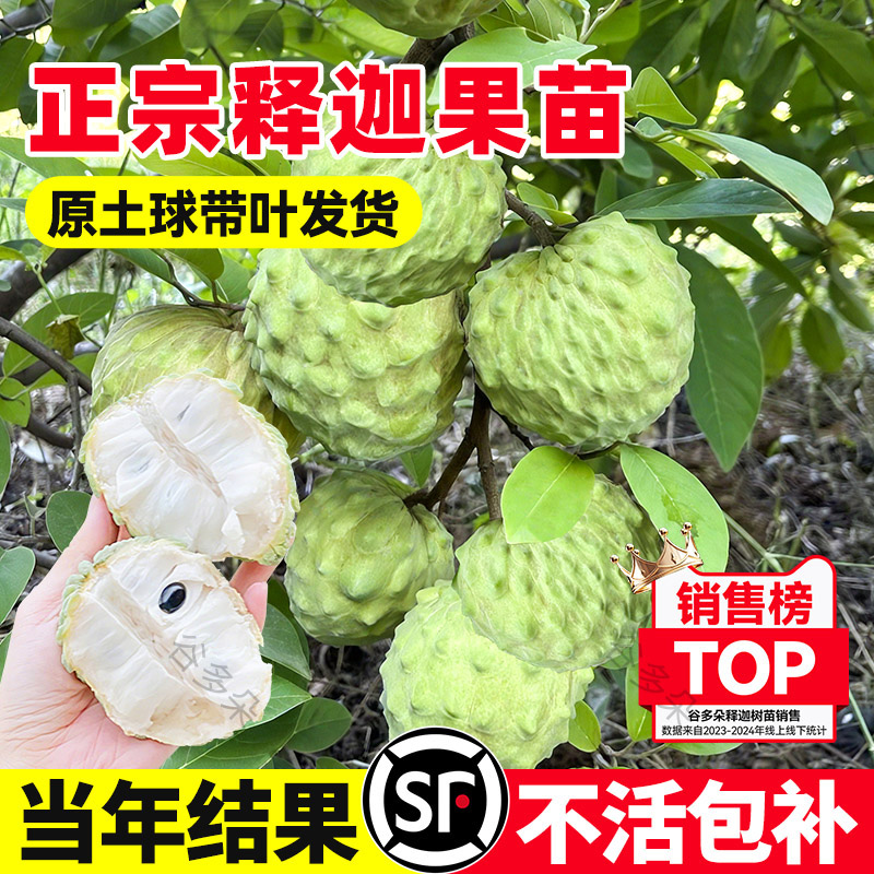 凤梨释迦果苗台湾嫁接番荔枝果树图片
