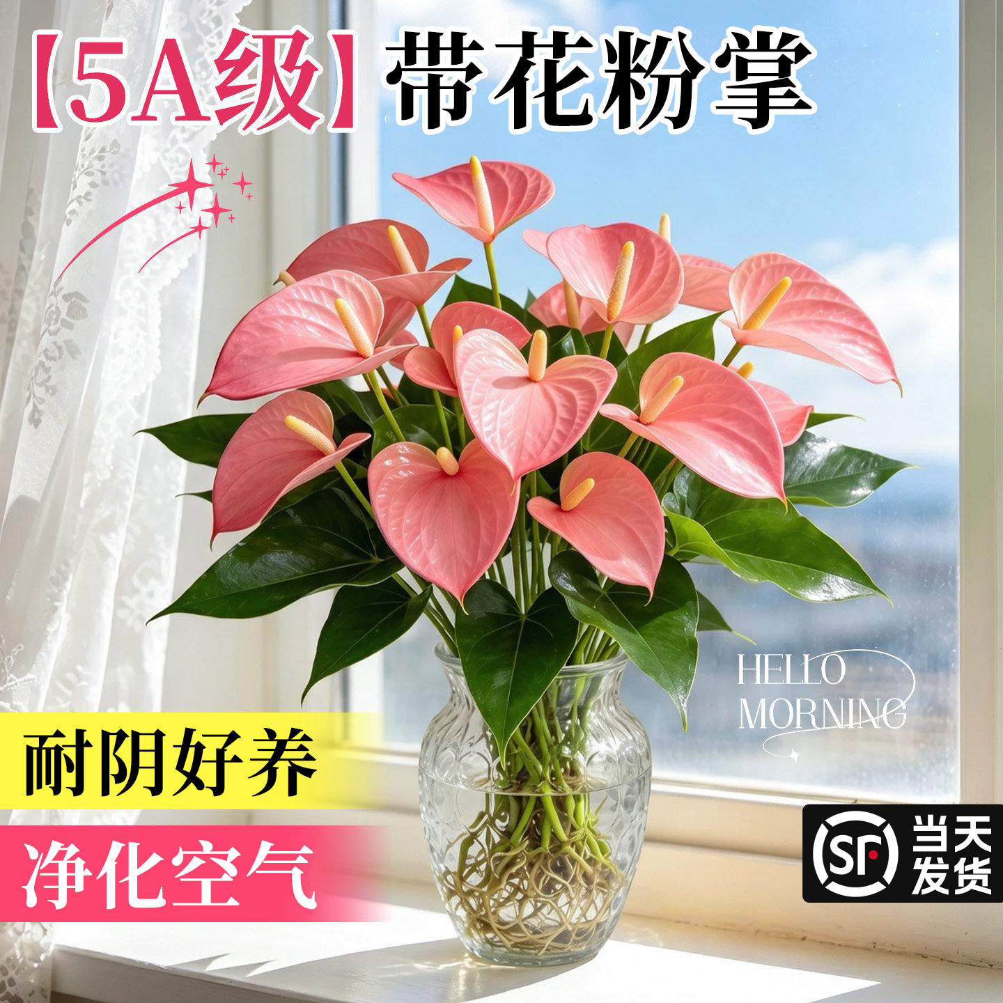 带花粉掌水培植物室内桌面绿植红掌盆栽四季好养多季开花一帆风顺