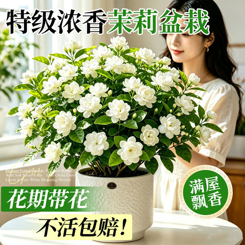 【特级浓香】茉莉花盆栽好养易活