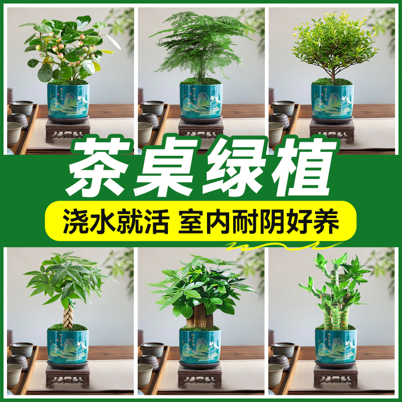 茶桌绿植特级文竹桌面小盆栽好养