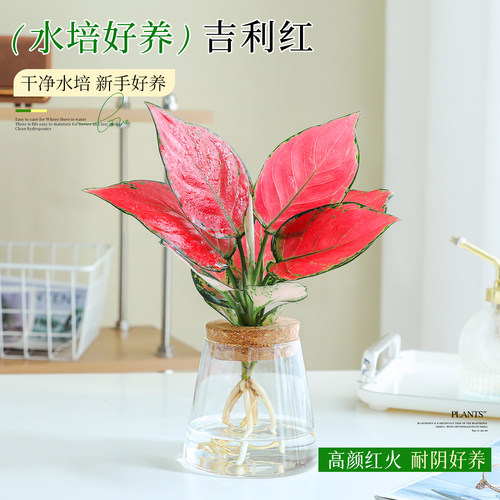 水培吉利红桌面好养室内桌面植物