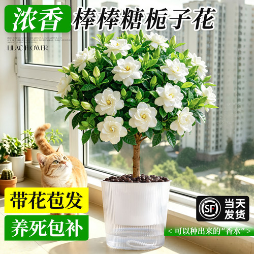 【满屋都香了】棒棒糖栀子花好养