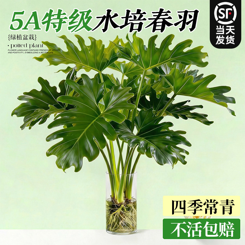 水培春羽绿植盆栽室内桌面植物花卉带根水养小天使耐阴四季好养活