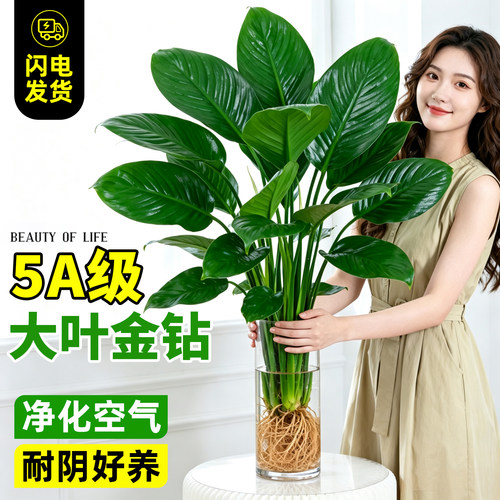 【大叶金钻】水培天堂鸟桌面绿植