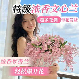 浓香文心兰梦香兰带花苞盆栽香水花卉好养活绿植室内客厅桌面水培