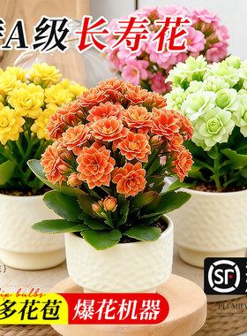 长寿花盆栽重瓣大花室内阳台绿植花卉带花苞变色龙四季好养金狐狸