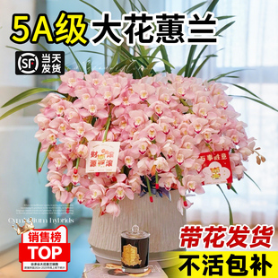 大花蕙兰盆栽多花剑植物室内客厅鲜花卉桌面好养绿植耐寒年宵兰花