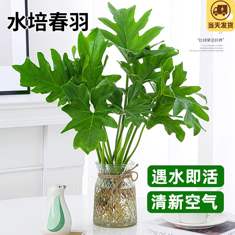 春雨龙鳞龟背竹好养绿植水培植物