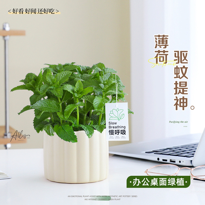 薄荷小盆栽可食用办公室桌面摆件
