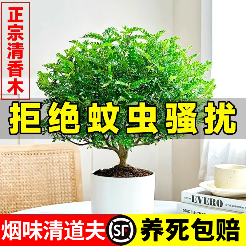 清香胡椒木老桩盆栽室内驱蚊植物
