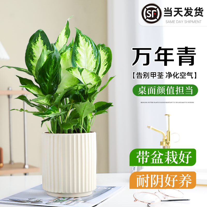 特级万年青盆栽室内耐阴绿植办公室客厅四季常绿净化空气好养易活