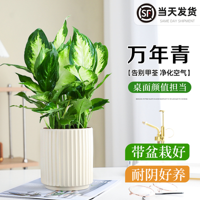特级万年青盆栽室内耐阴绿植好养