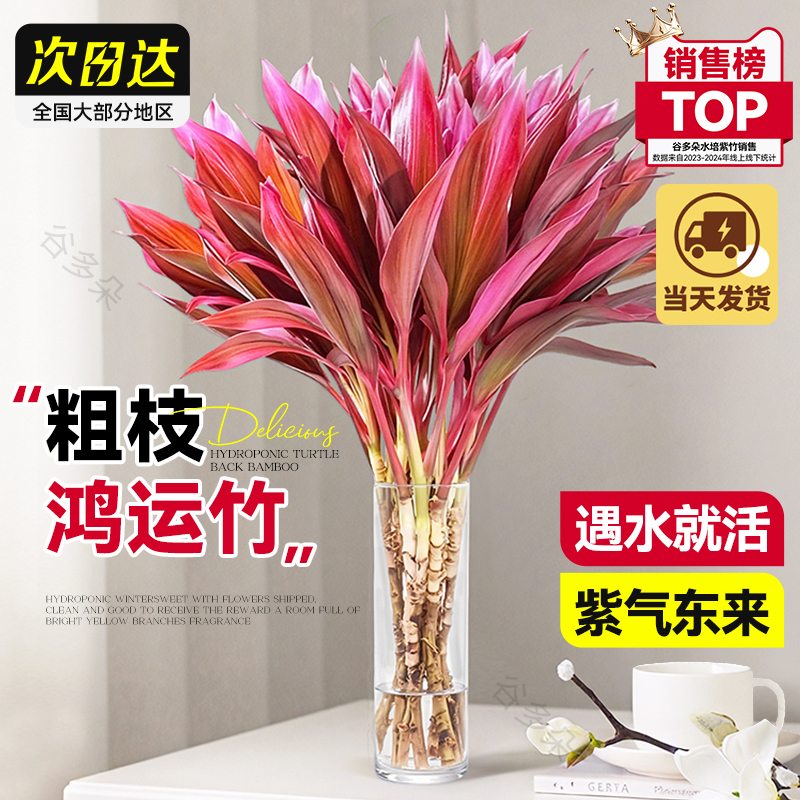 【特级粗枝】鸿运紫竹富贵竹水培