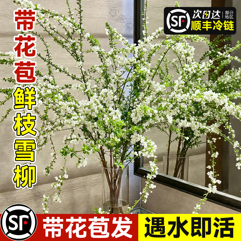 带花苞鲜枝雪柳水培植物室内客厅桌面干枝水养绿植龙柳鲜花卉插花