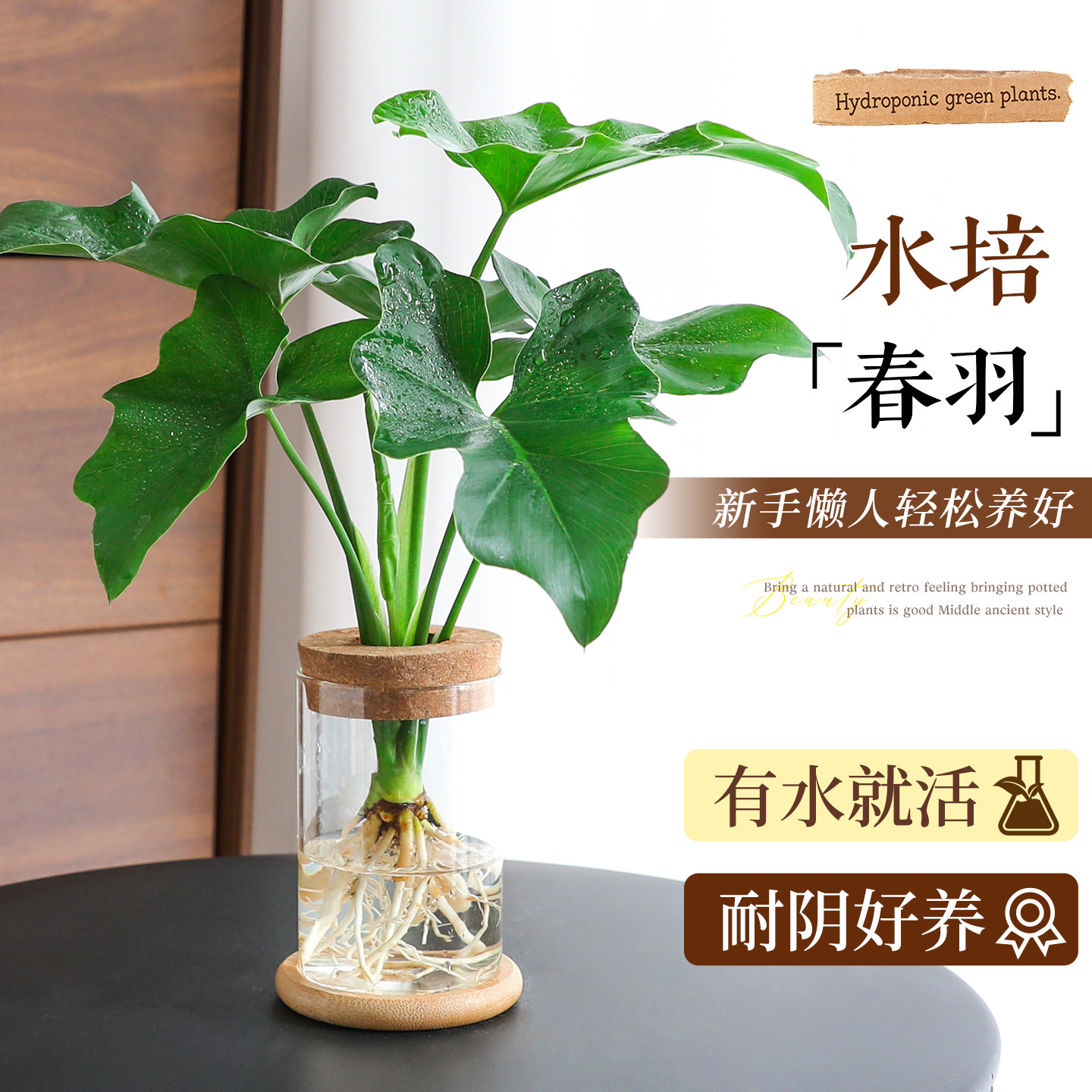 水培春羽小天使植物桌面耐阴绿植懒人好养活水养发财树中古风盆栽