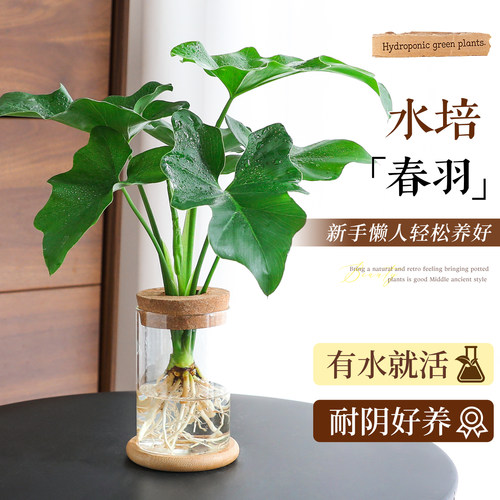 【水培小天使】桌面耐阴绿植好养