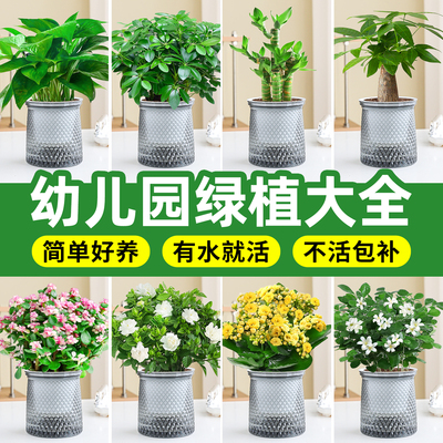 【幼儿园绿植】水培绿萝植物花卉