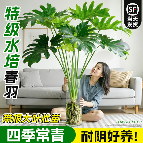 【四季常青】水培大叶春羽好养