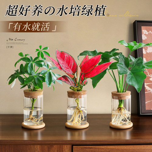 【超好养水培绿植】耐阴小盆栽
