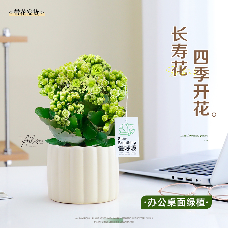 绿巴黎长寿花带花苞好养室内花卉