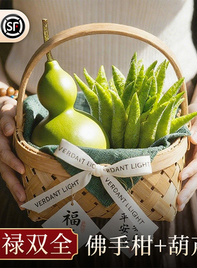 佛手柑葫芦鲜果水培植物闻香桌面摆件天然可食新鲜绿植福禄双全