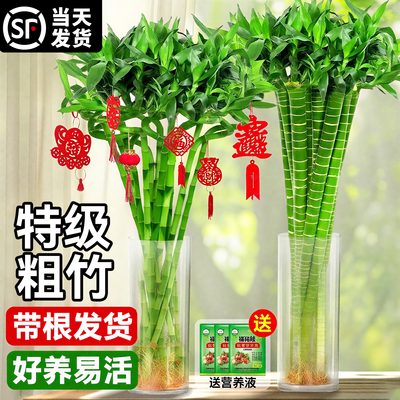 带根富贵竹水培转运竹植物开运竹