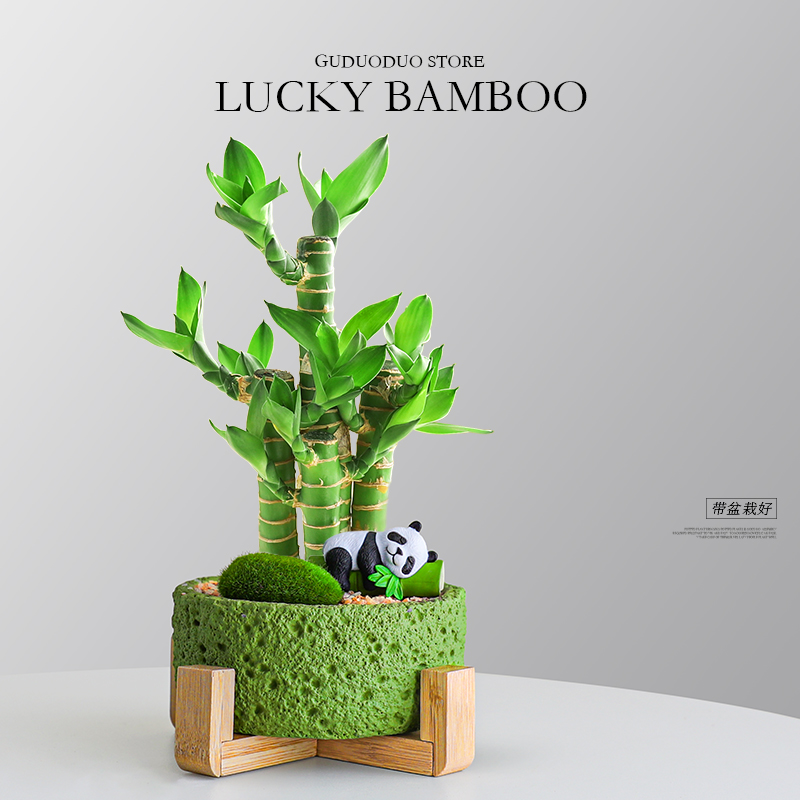 富贵竹盆栽办公桌面好养四季常青