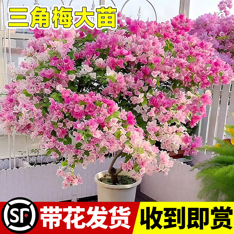 特级带花三角梅盆栽花卉树苗老桩大苗重瓣阳台四季常青室内外好养,鲜花速递/花卉仿真/绿植园艺,绣球/木绣球/木本植物,淘宝优惠券,粉丝福利购,淘宝优惠卷