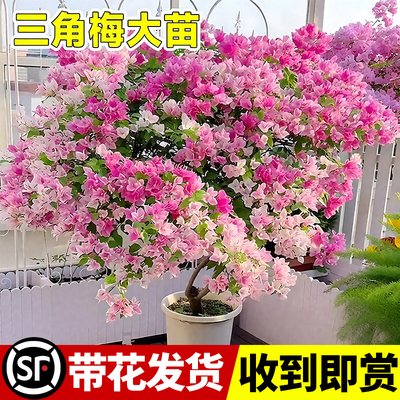【万人推荐】三角梅花苗盆栽带花