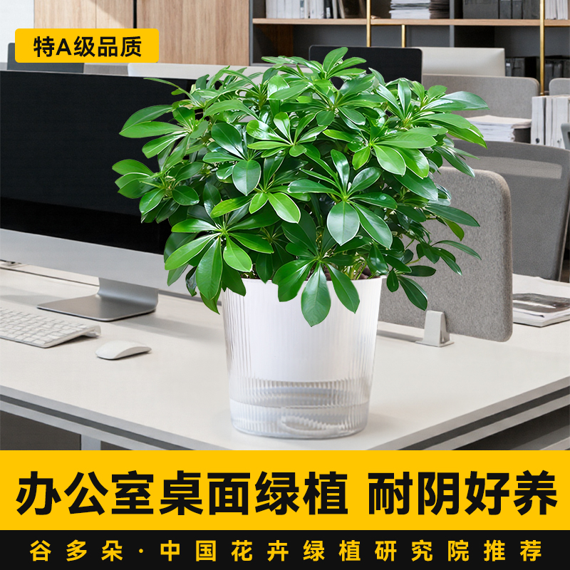 办公室绿植鸭脚木室内净化空气