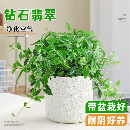 钻石翡翠盆栽四季长青好养绿植